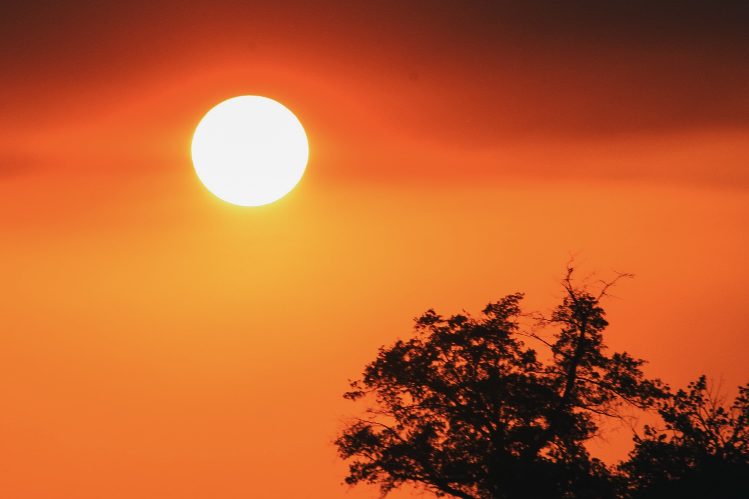 orange sunset with a tree