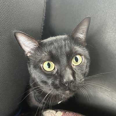 picture of johan's pet cat